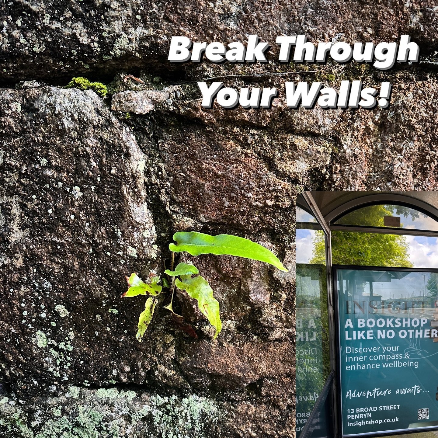 🌱✨ Break Through Your Walls! ✨🌱
Just like this resilient plant pushing through a granite wall, true growth often requires us to step outside our comfort zones. 🌿💪
.
If you want to flourish, it’s time to try something new!
Today is the perfect day to invest in yourself and explore new ideas.
.
Why not visit INSIGHT Bookshop, where you’ll find a treasure trove of books dedicated to human development and personal growth? 📚✨
Every great journey begins with a single step, and picking up a new book might be just what you need to thrive! 🌍💖
Remember, growth doesn’t happen by staying in the same spot. Let’s break those walls together! 💚
#GrowthMindset #TrySomethingNew #INSIGHTBookshop #PersonalDevelopment #Flourish #Inspiration